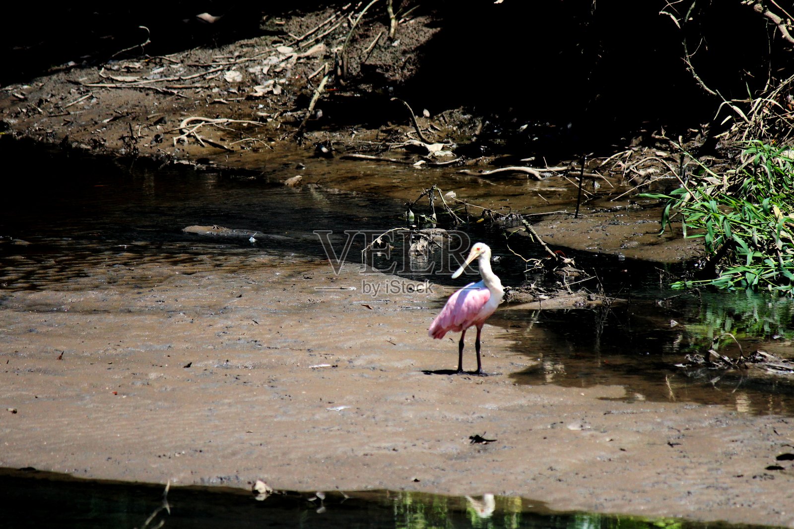 金雀花照片摄影图片