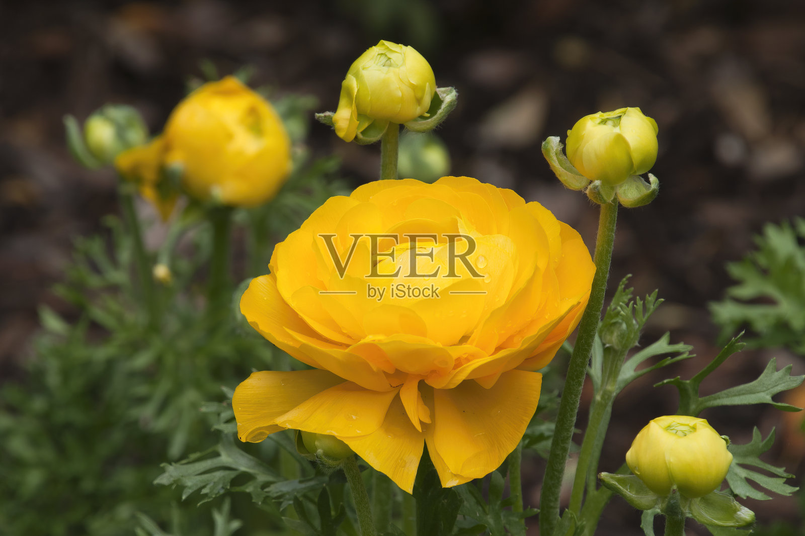 黄色的毛茛花在阳光下照片摄影图片