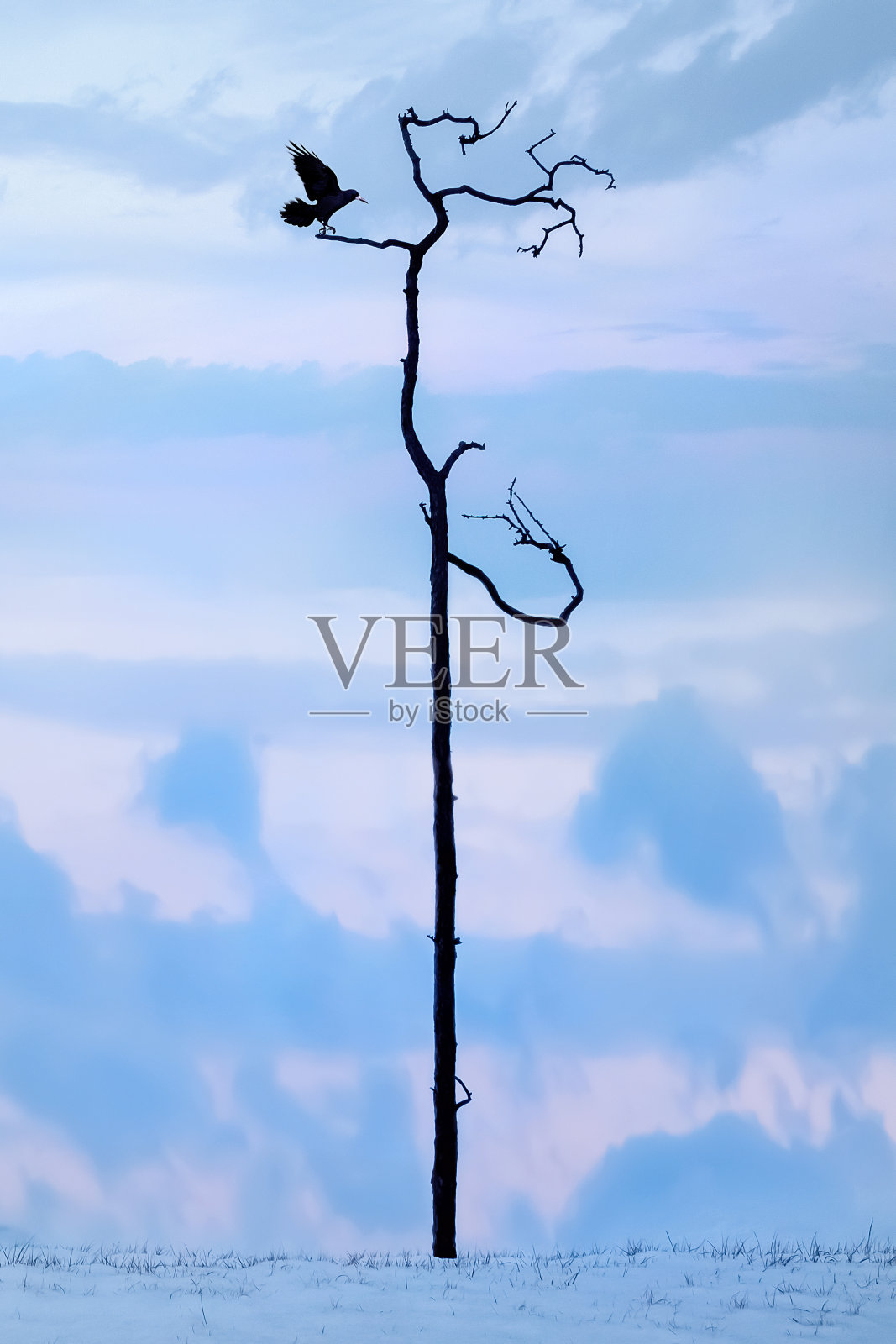 孤独的枯树和日出时的乌鸦。极简主义风格的景观。贝加尔湖。俄罗斯。照片摄影图片