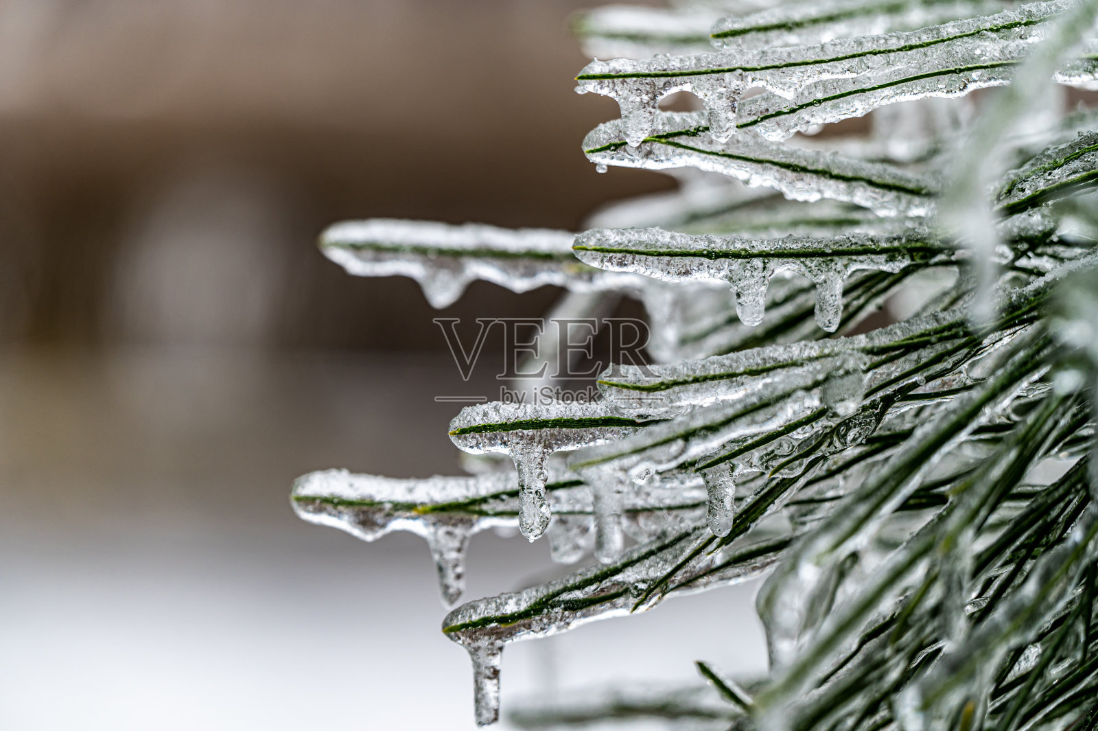 12、松枝在雪中雨后又下雪照片摄影图片