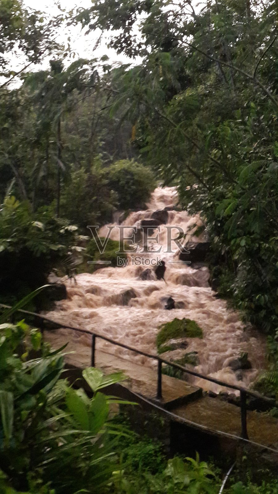 美丽的森林景色照片摄影图片