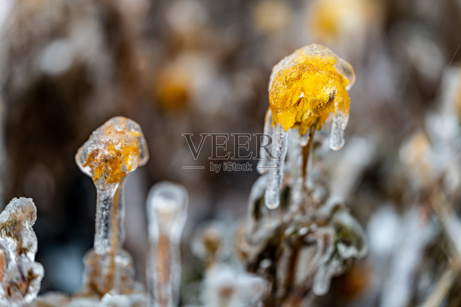 花在雪中雨后雪照片摄影图片