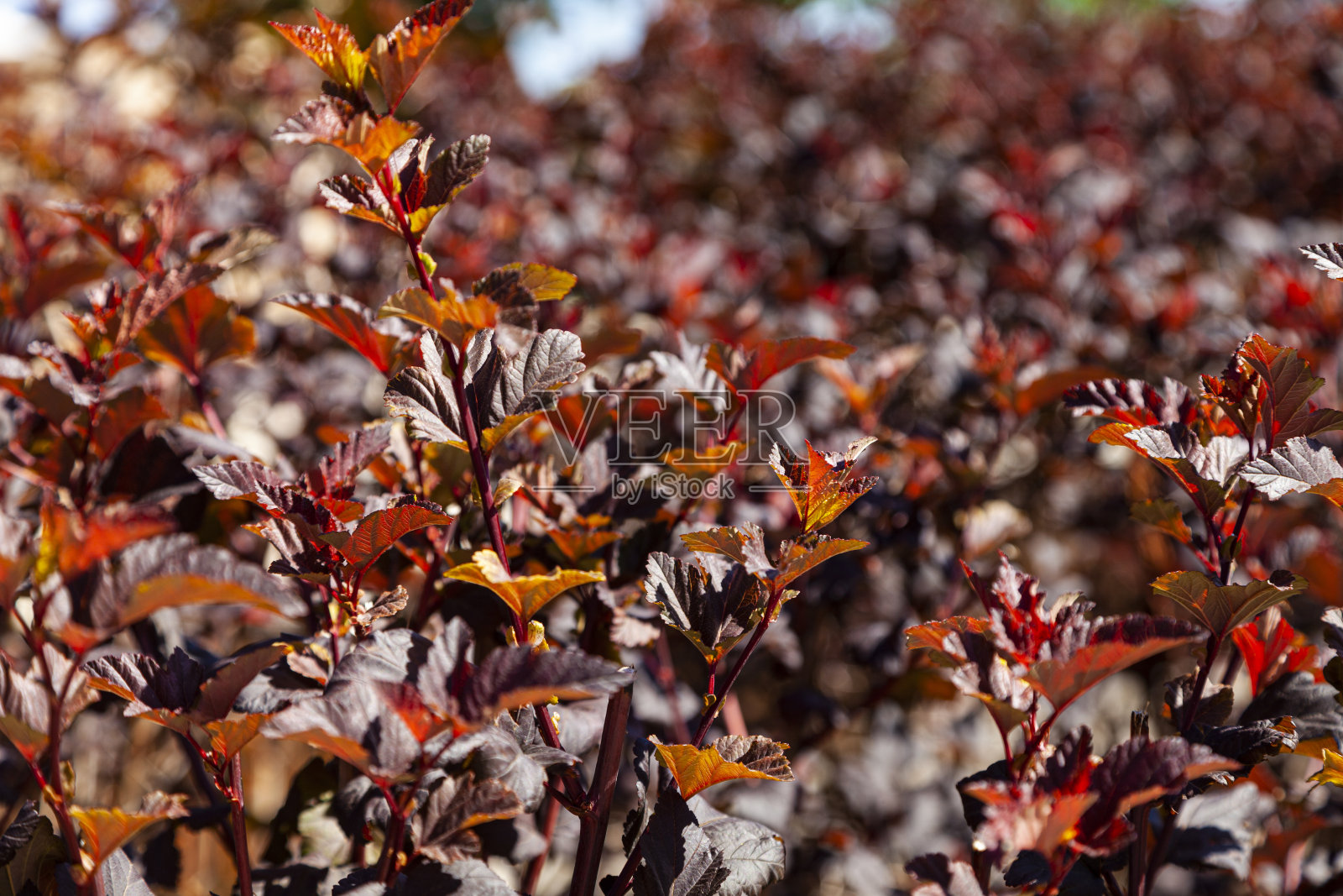 红色对冲特写。自然背景。照片摄影图片