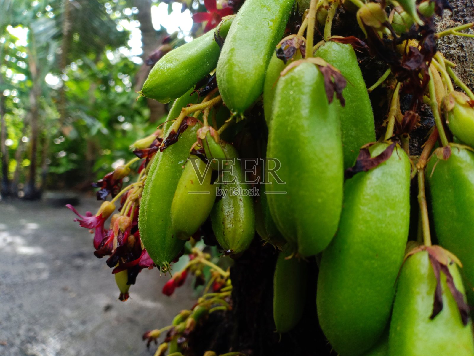 杨桃植物照片摄影图片