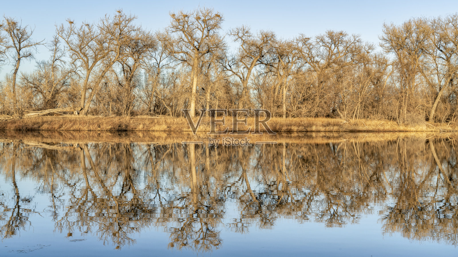 平静的湖面上有白鹭照片摄影图片