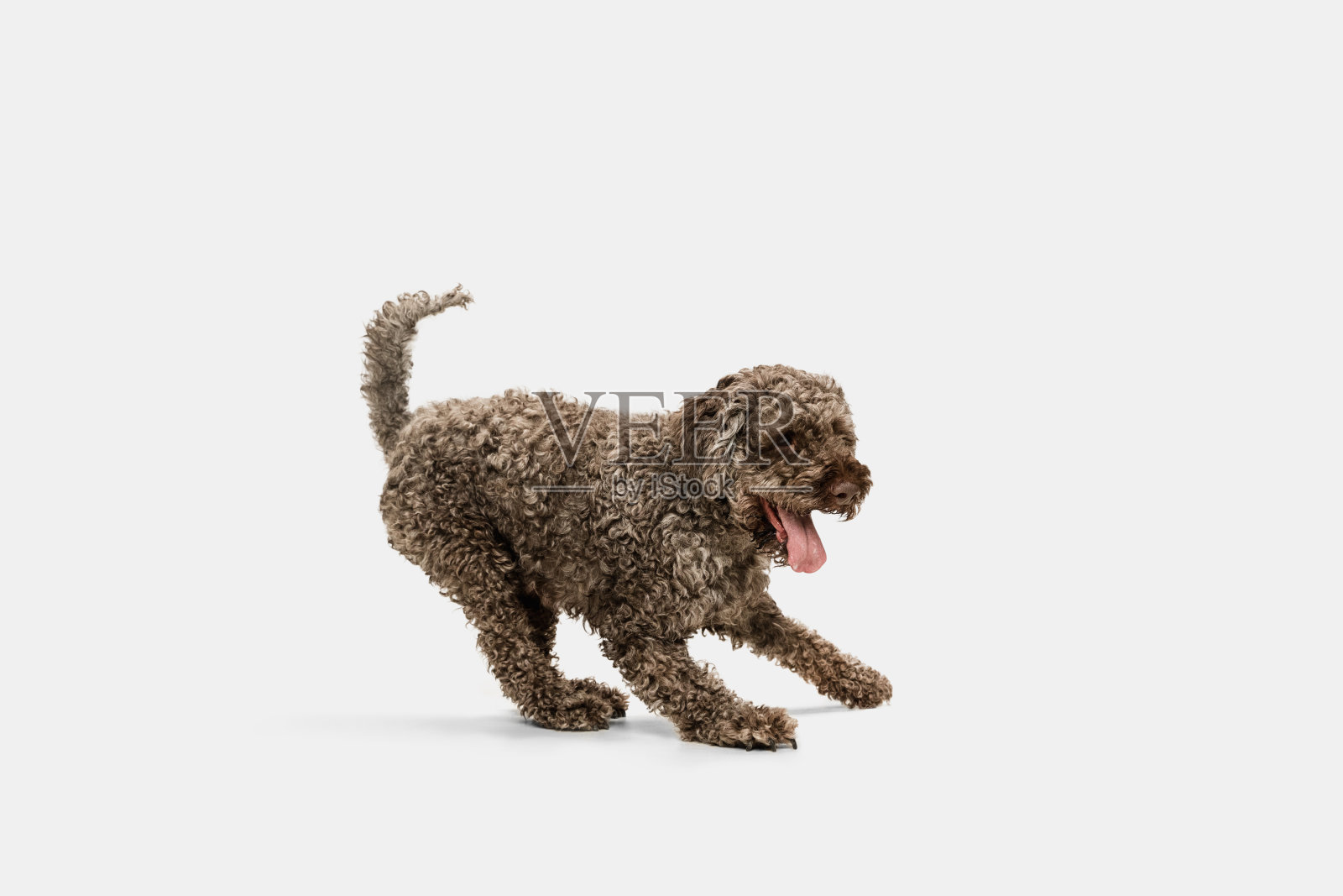 美丽的大Lagotto romagnolo狗摆出孤立的白色背景。照片摄影图片