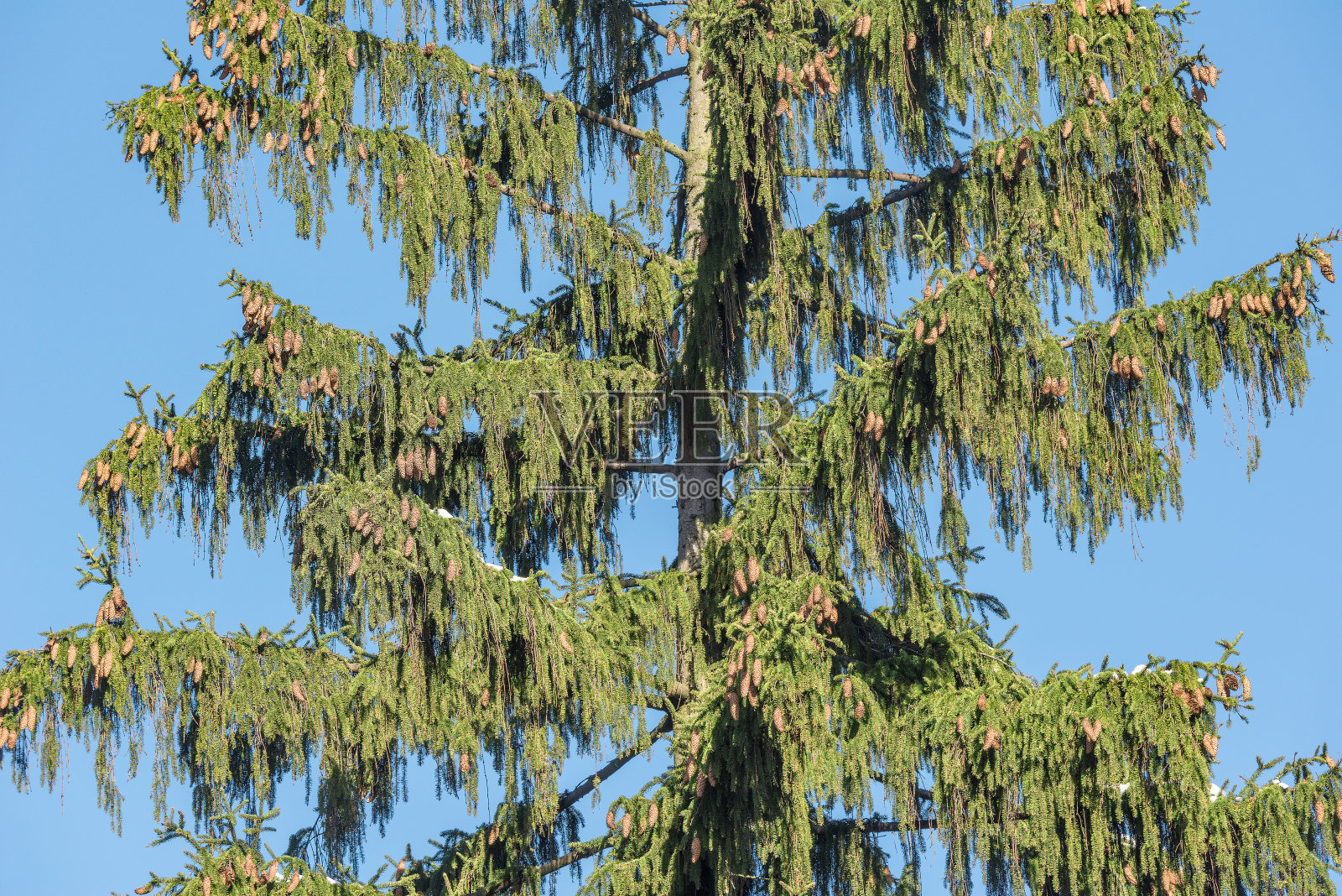 云杉的一部分。照片摄影图片