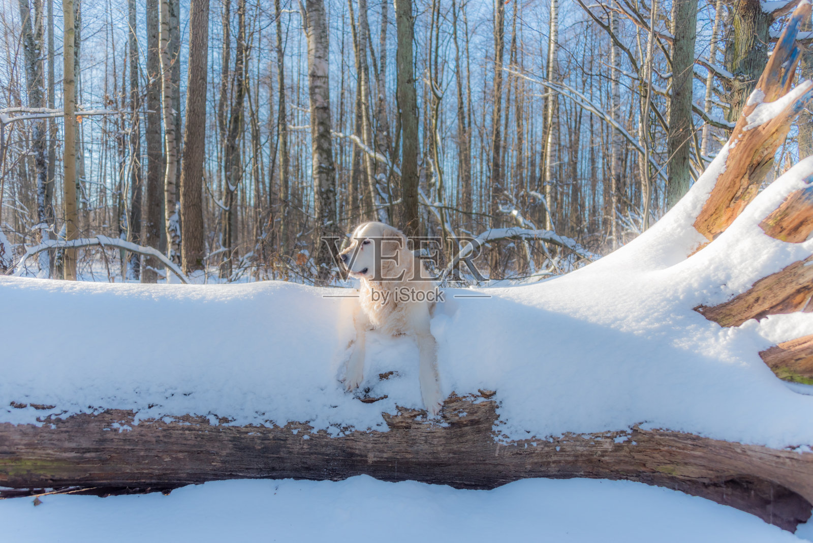 北欧白雪覆盖的森林里的白金毛寻回犬照片摄影图片
