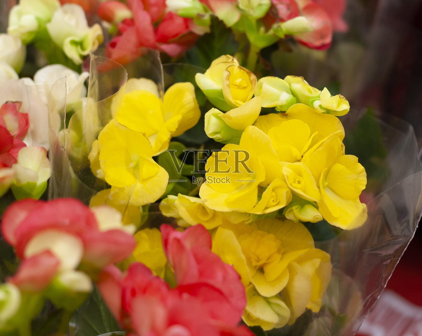 这家商店出售白色、黄色和粉红色的秋海棠花照片摄影图片