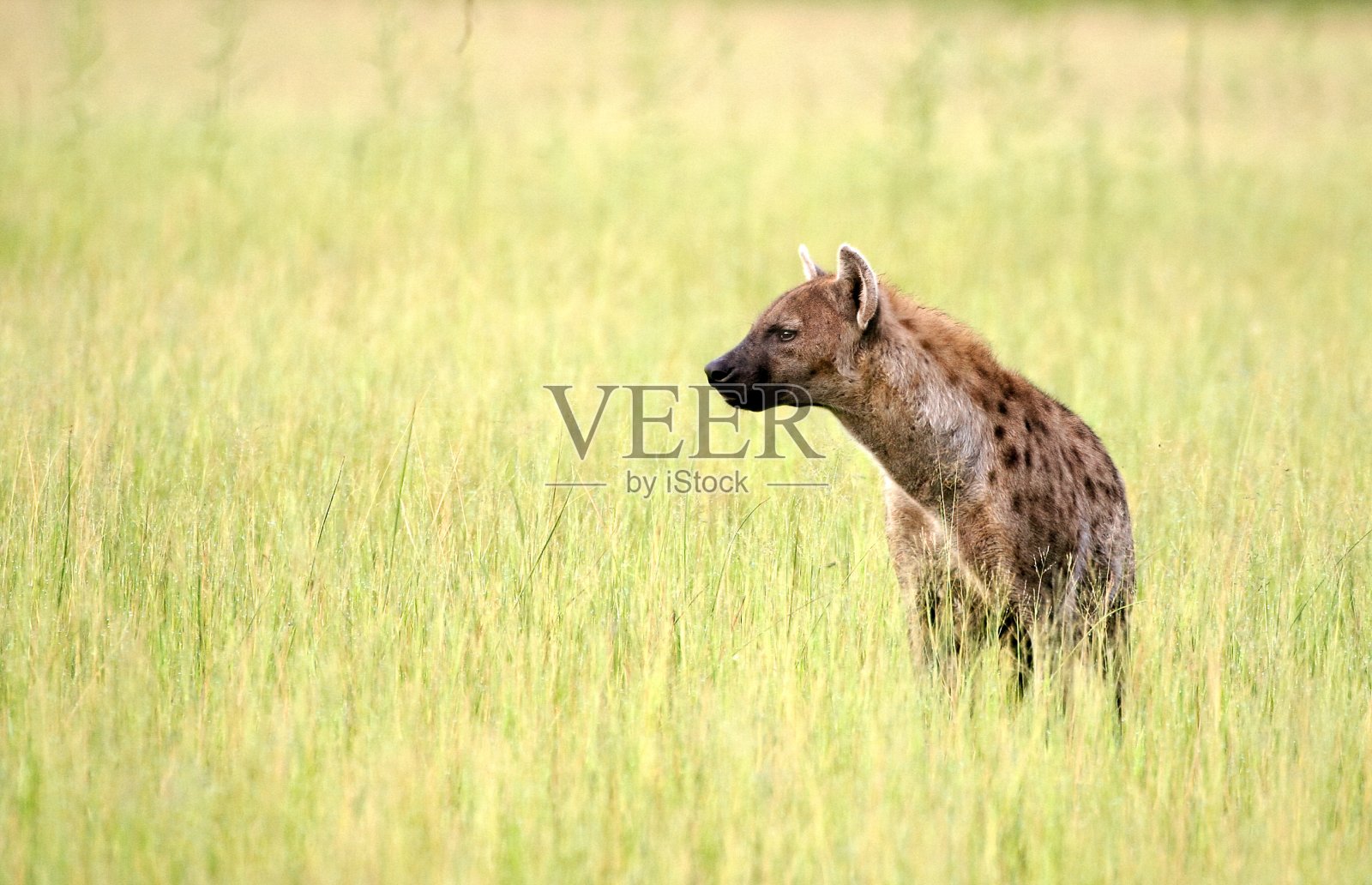 斑点鬣狗照片摄影图片