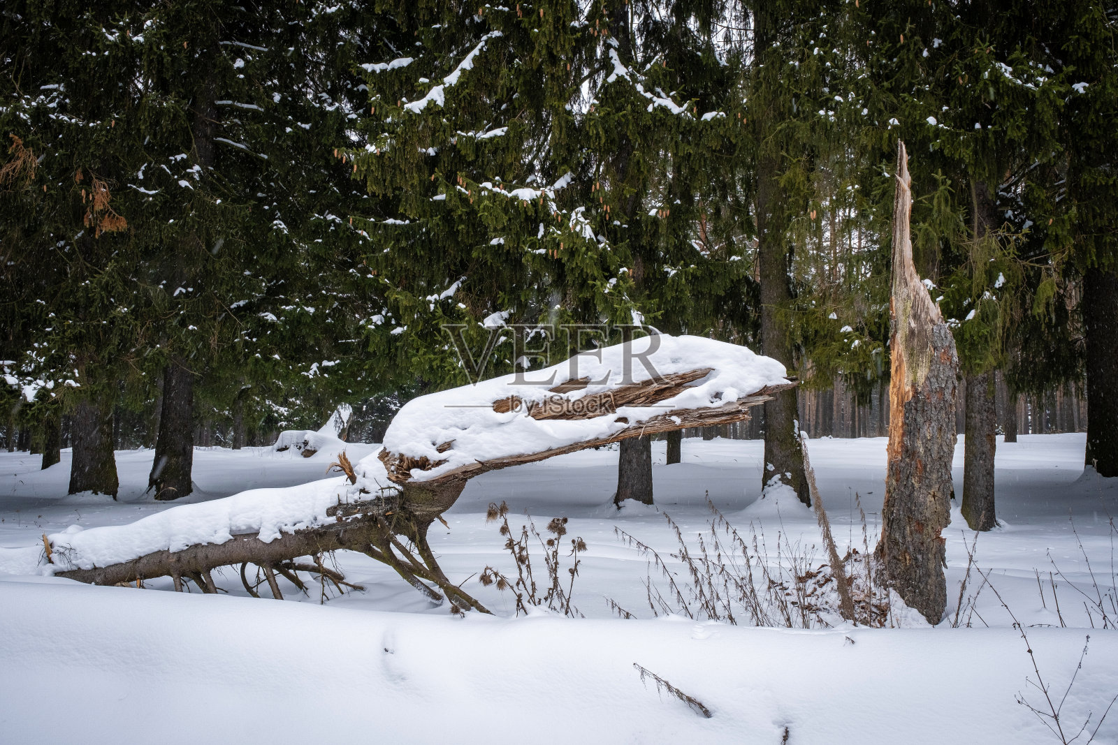 一棵被雪覆盖的倒下的树干映衬着一片绿色的针叶林。照片摄影图片