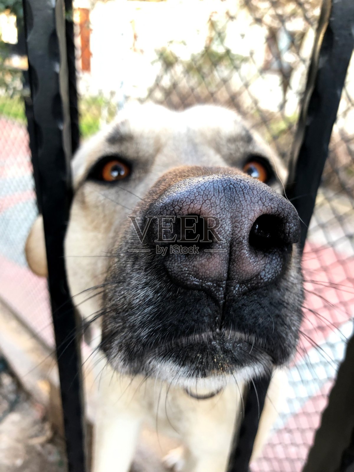 看门狗透过花园的大门，看守着房子，却不自由。照片摄影图片