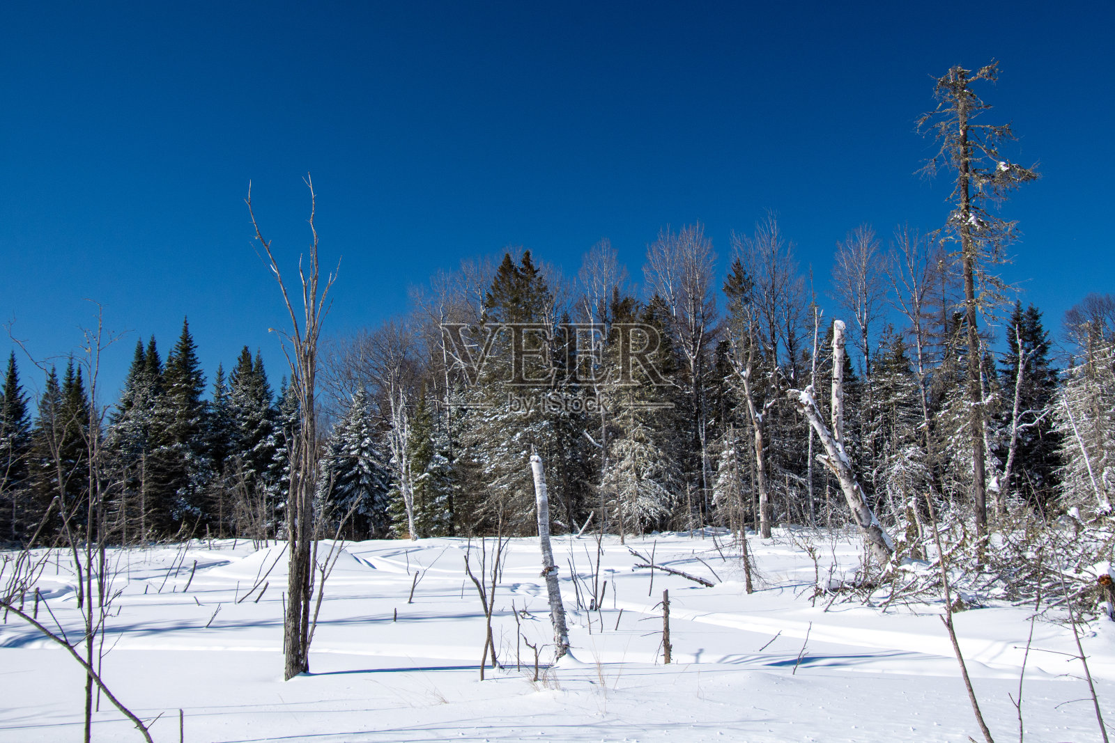 加拿大森林的冬季景观照片摄影图片