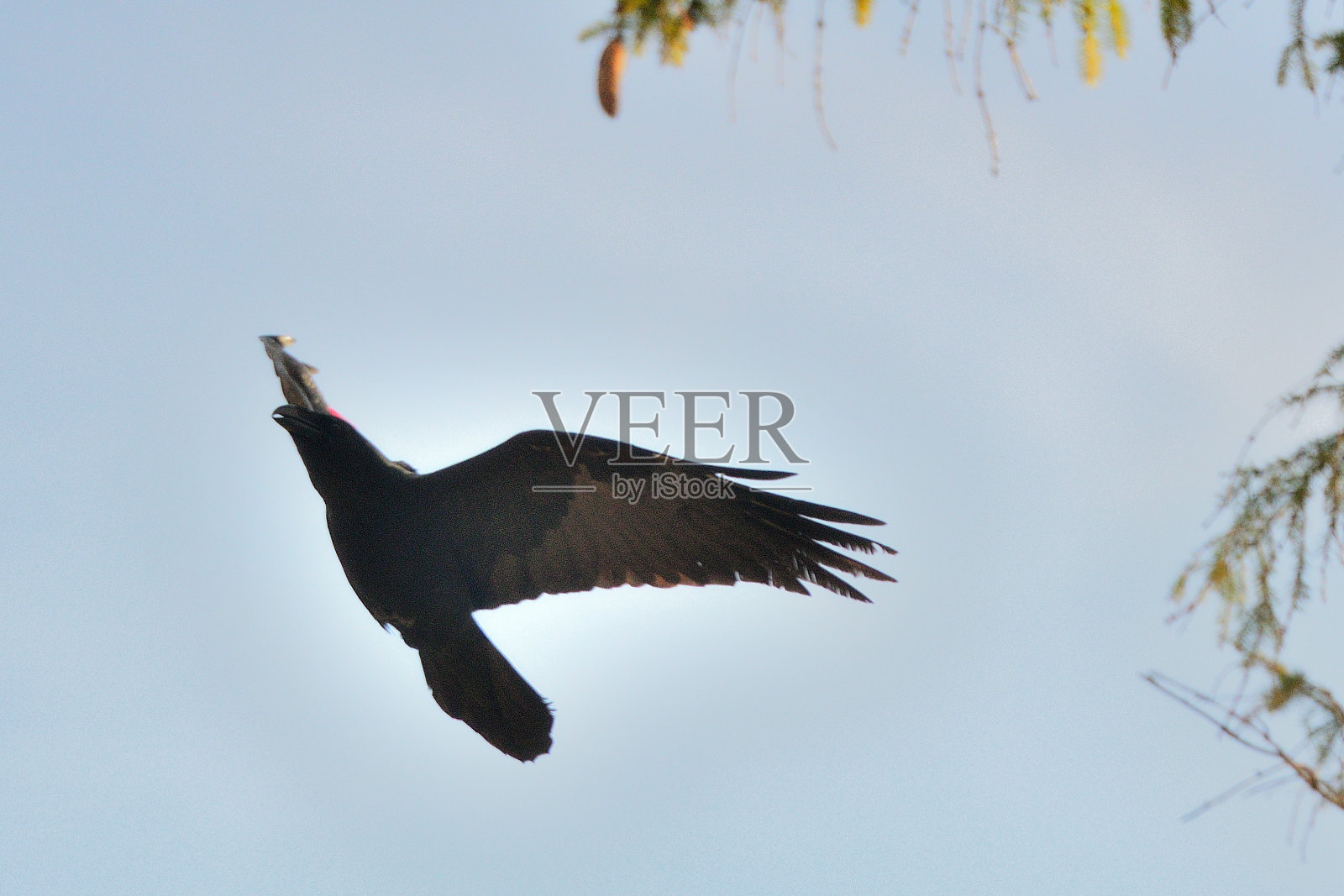 乌鸦照片摄影图片