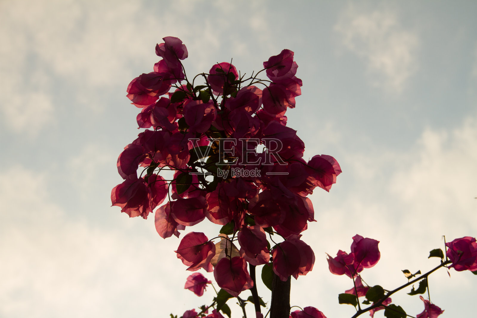 Silhoute花照片摄影图片