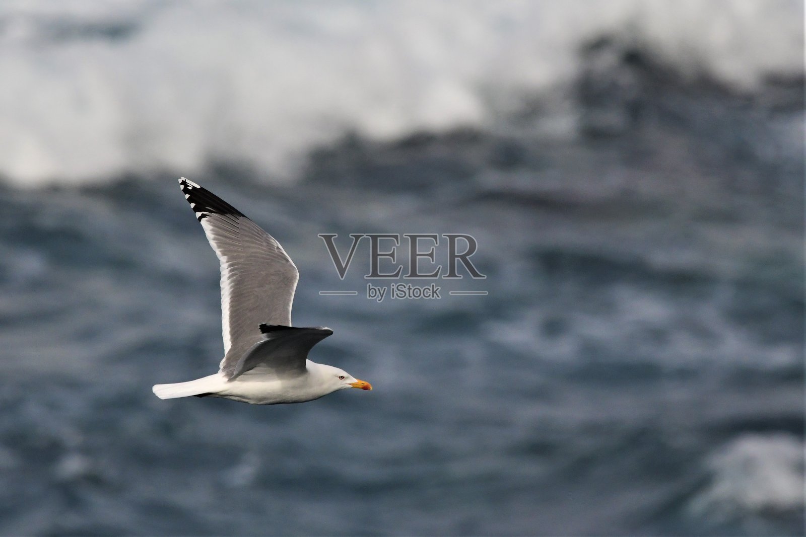 帕蒂亚马里拉海鸥照片摄影图片