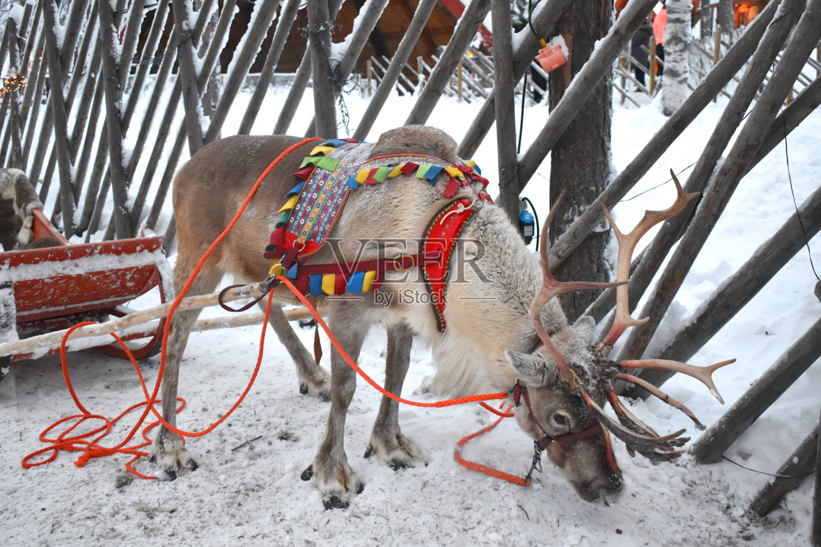 雪山上的驯鹿照片摄影图片