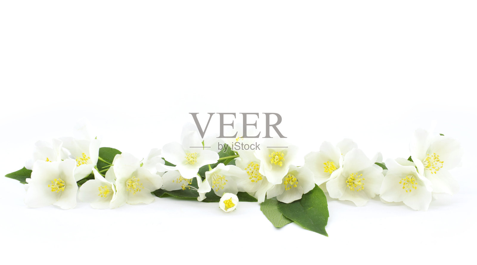 精致的茉莉花，叶子孤立在白色的背景上。副本的空间。照片摄影图片