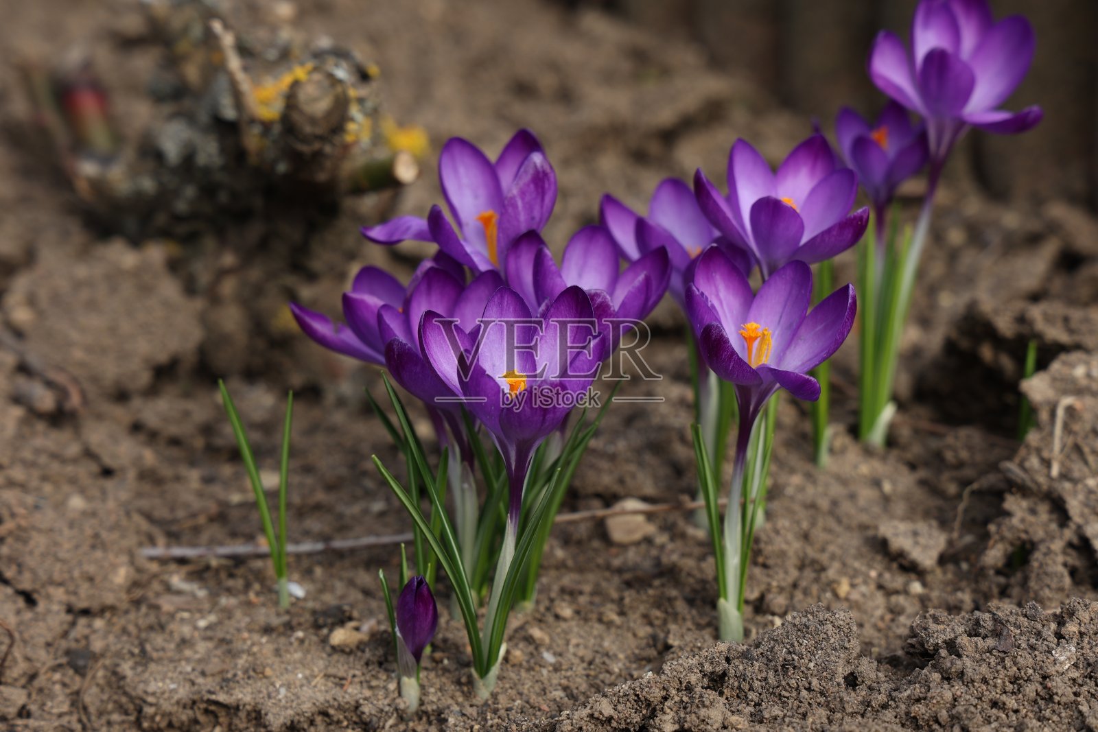 春天城市公园里的番红花群照片摄影图片