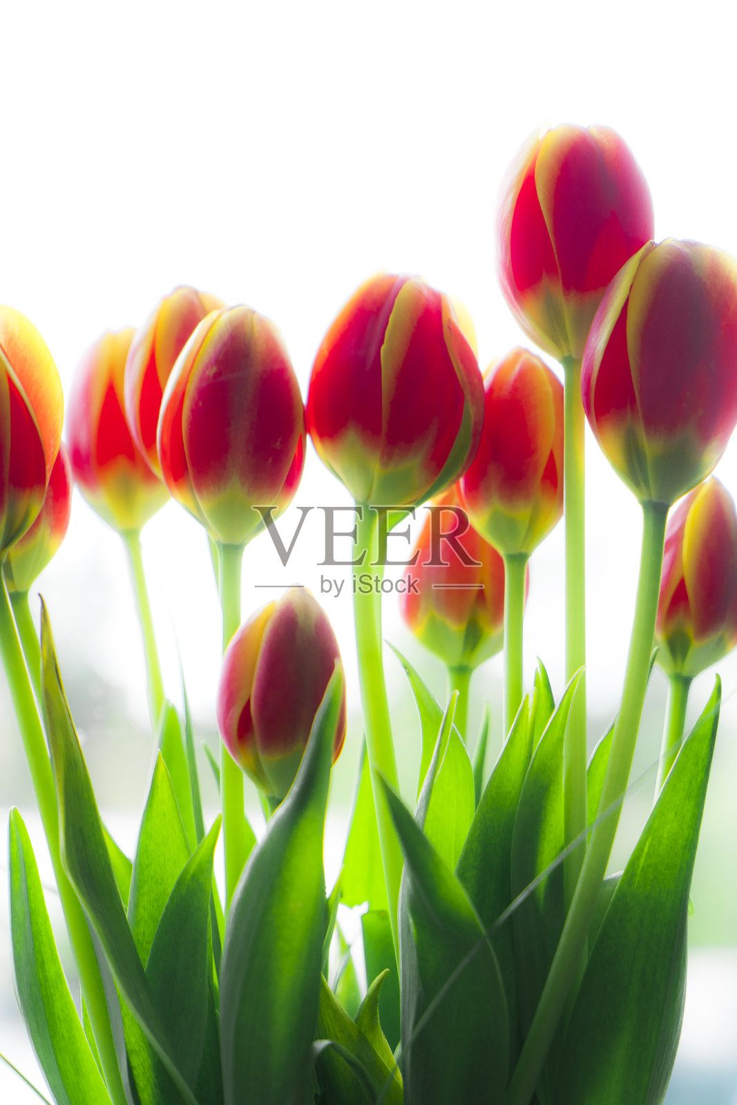 盛开的郁金香照片摄影图片