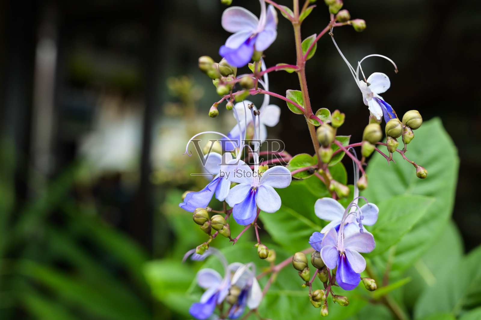 花园中的乌甘达树。照片摄影图片