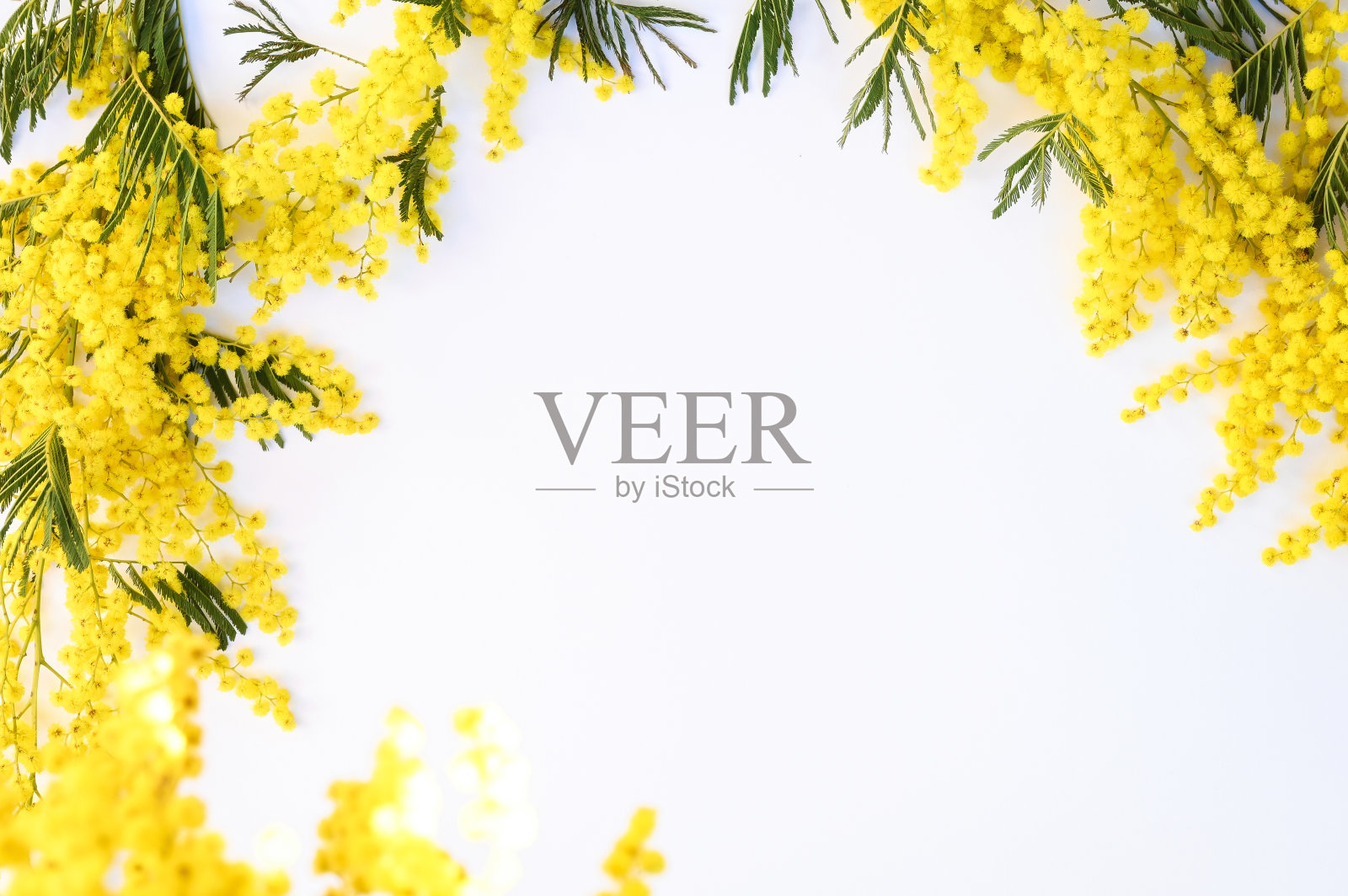 含羞草软焦点背景。国际妇女节的背景照片摄影图片