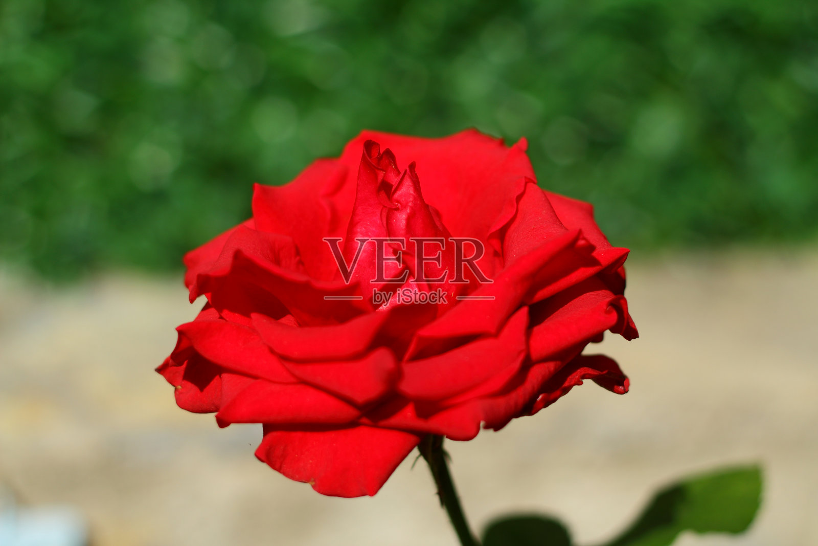 花园里的红玫瑰照片摄影图片