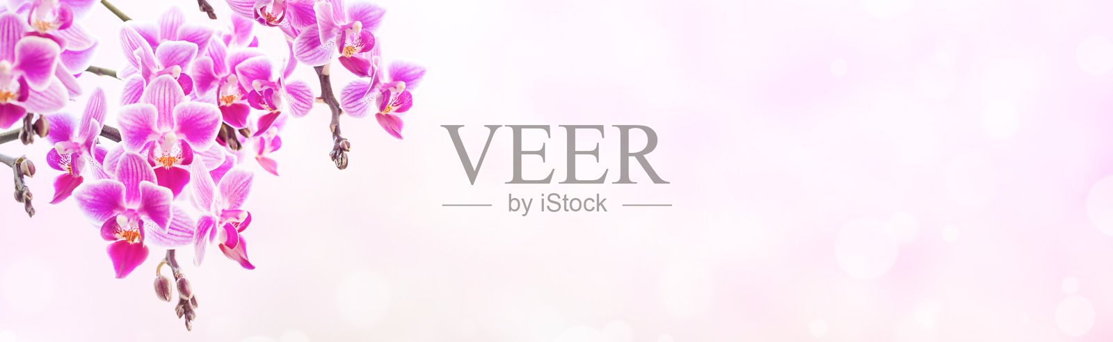 美丽的花的背景。淡色背景上的粉红色蝴蝶兰照片摄影图片