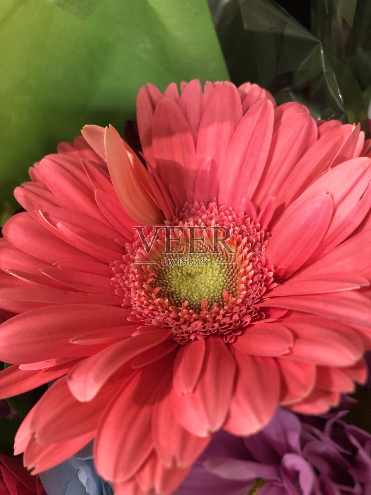 珊瑚粉色的非洲菊，有黄绿色的眼睛照片摄影图片