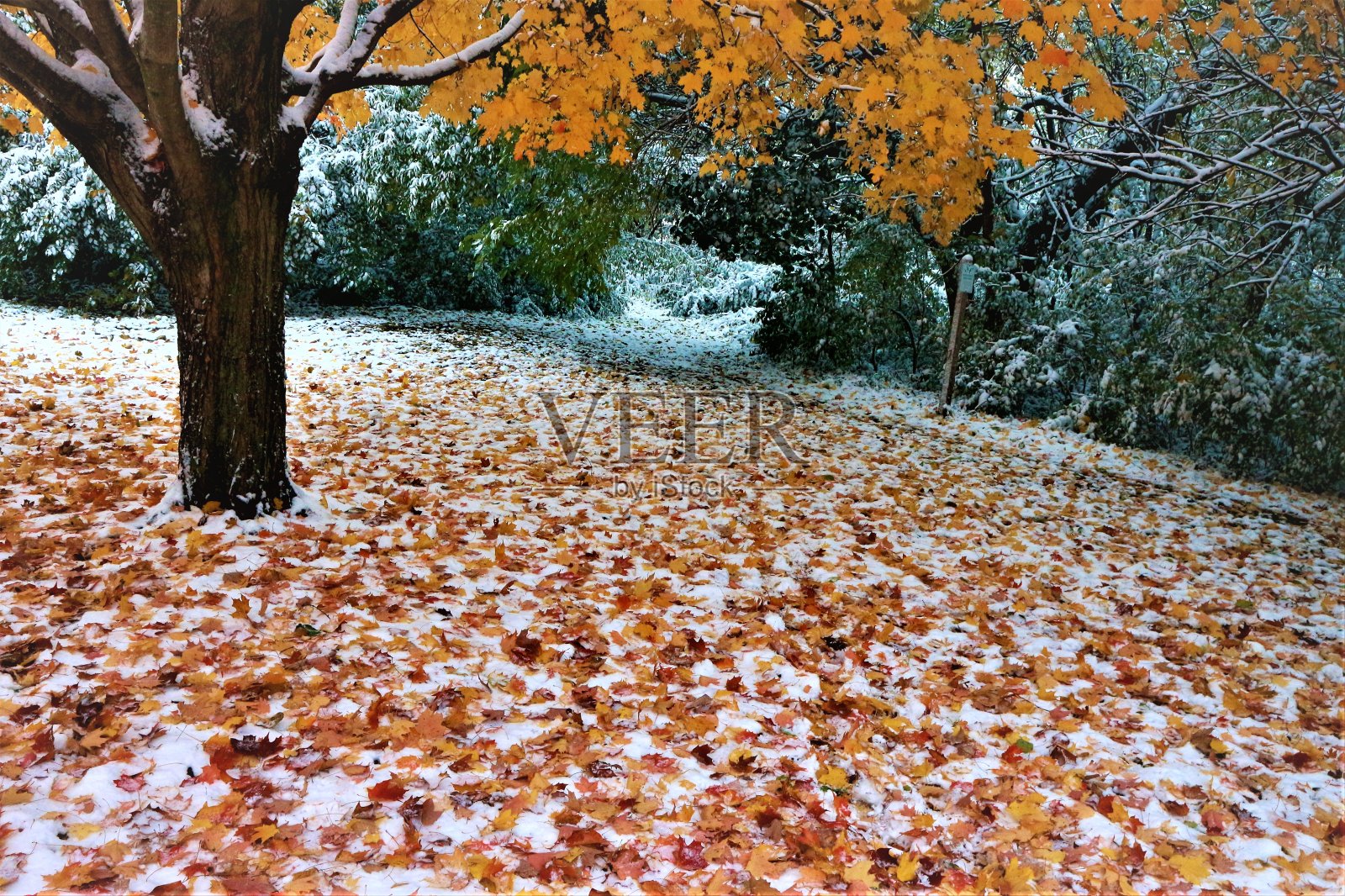 公园里白雪覆盖的树叶照片摄影图片