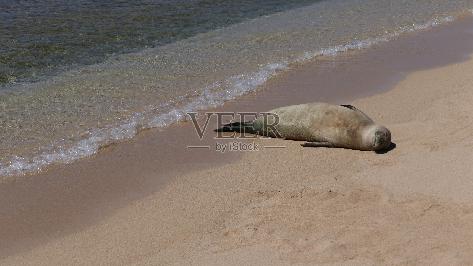 密封在考艾岛照片摄影图片
