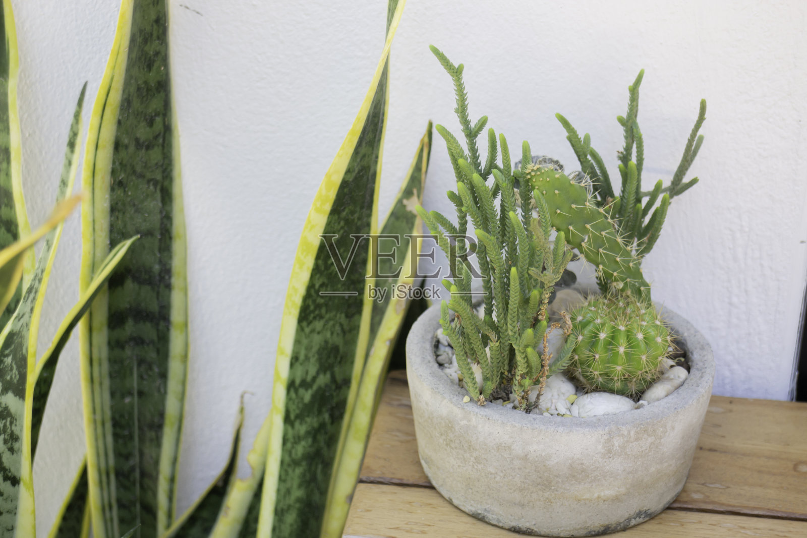 室内花园盆栽装饰照片摄影图片