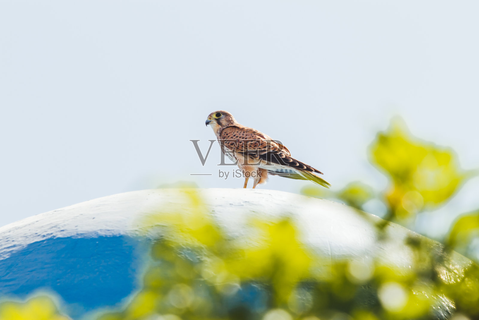 晴空下，猎鹰栖息在蓝色屋顶上，透过棕榈树可见。大鸟盯着镜头，摄于埃及洪加达照片摄影图片