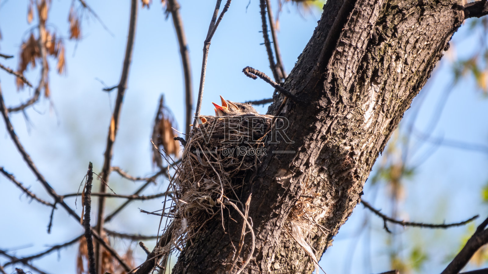 五只画眉鸟雏鸟，窝里的画眉鸟照片摄影图片