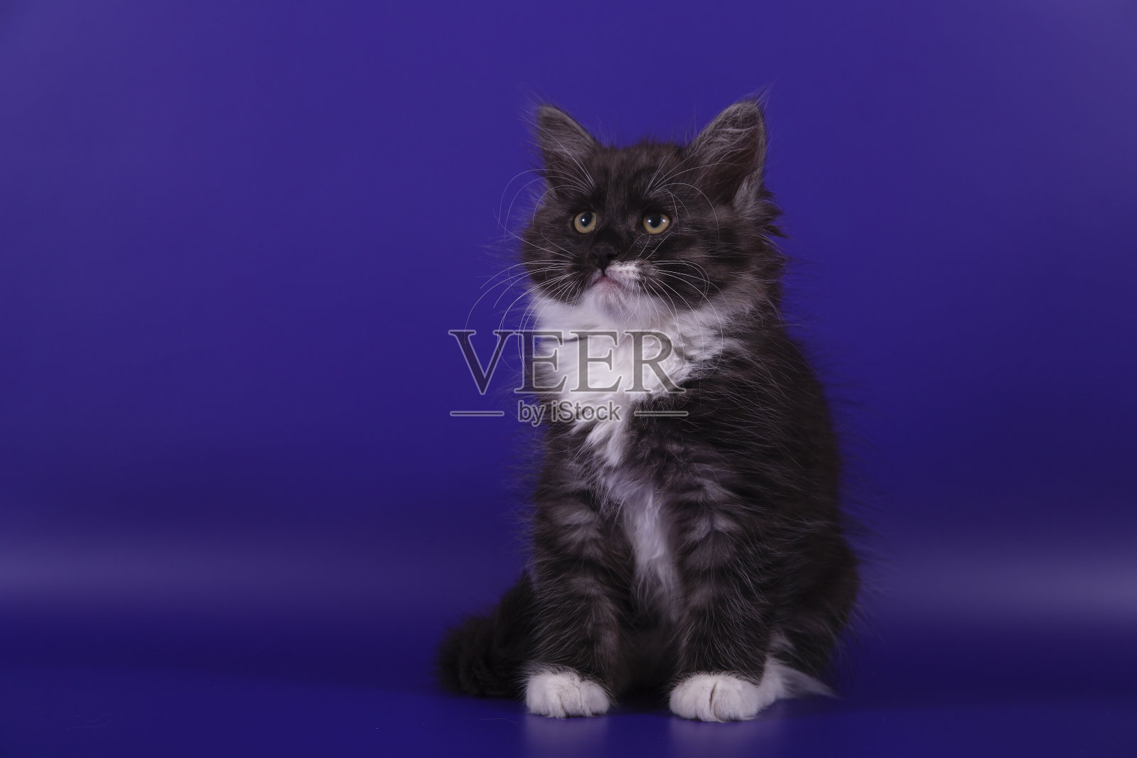 小西伯利亚小猫在蓝紫色的背景照片摄影图片