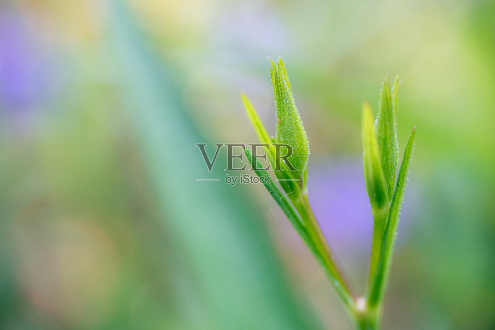 突出开花照片摄影图片