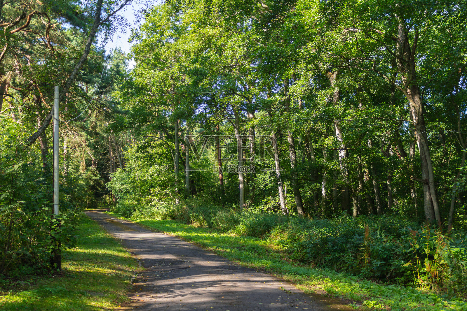 库尔尼沙湾森林里的松树照片摄影图片