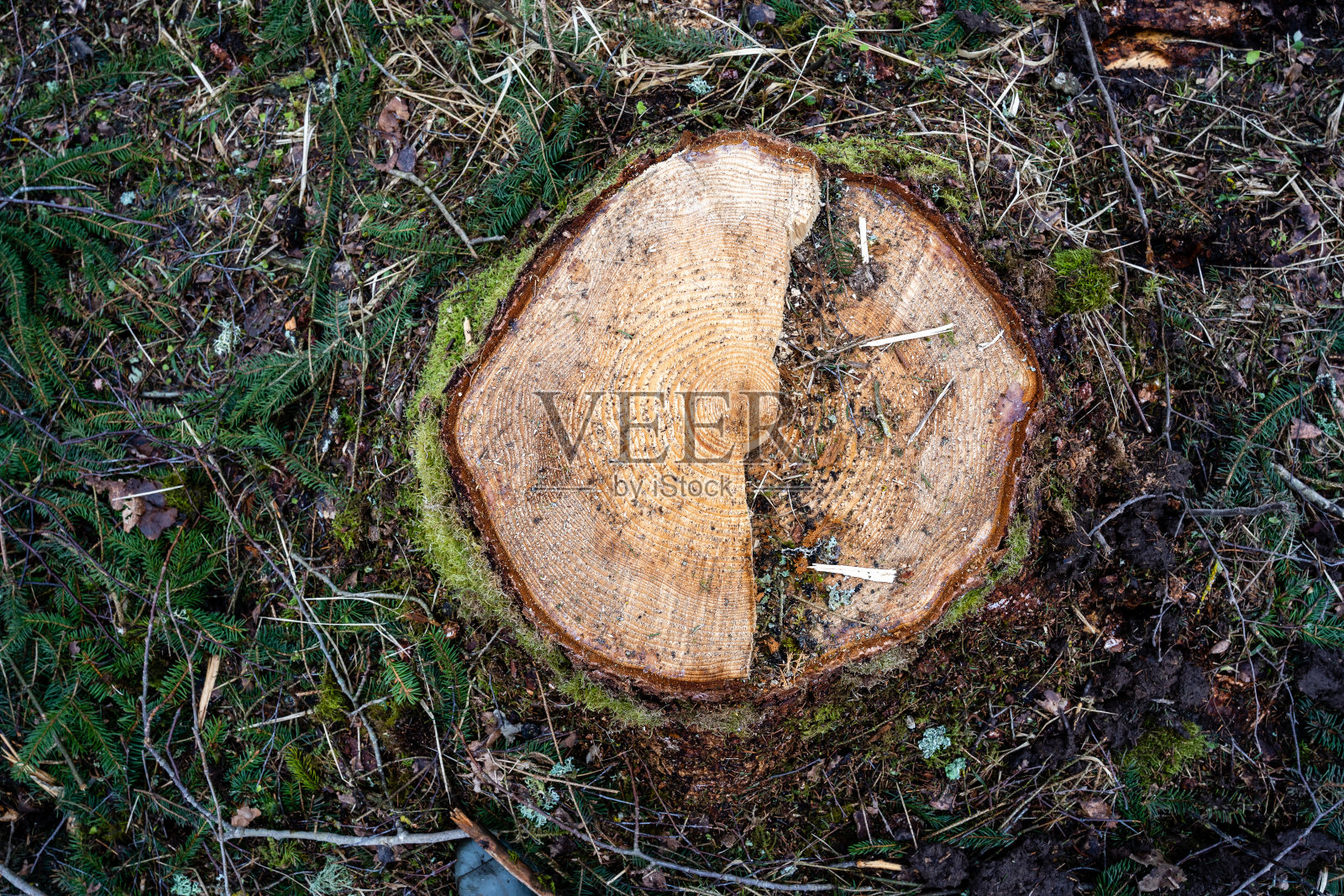 在你能看到结构的地方有一个树桩，而不是在森林里砍下的一棵树照片摄影图片