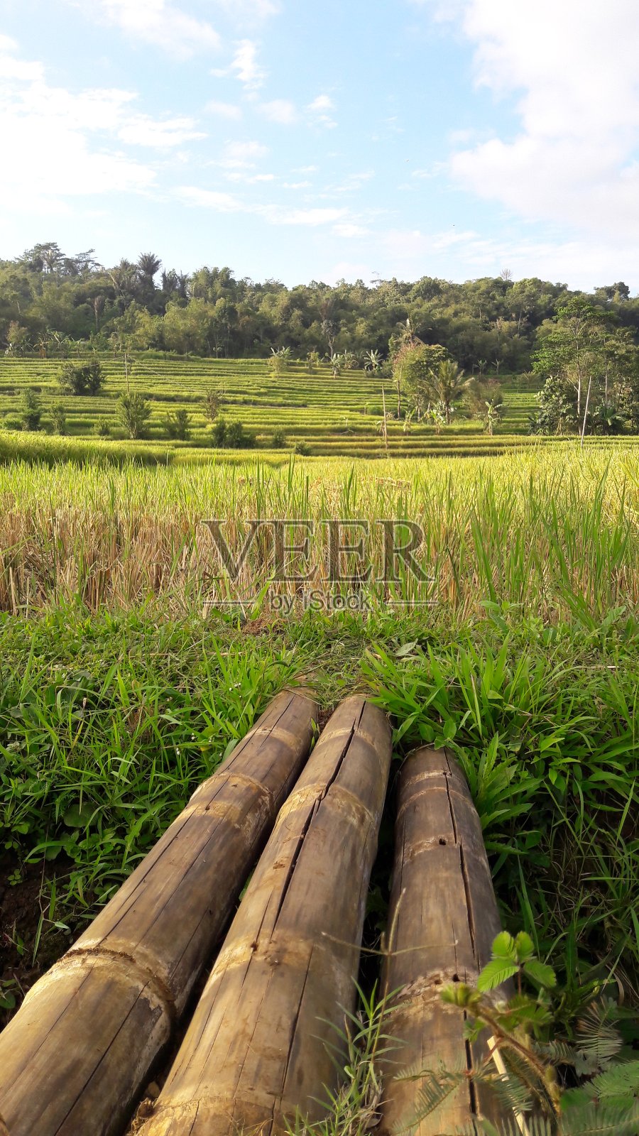 水稻植株呈黄绿色，在早晨的阳光下，稻田中间有一座小桥照片摄影图片