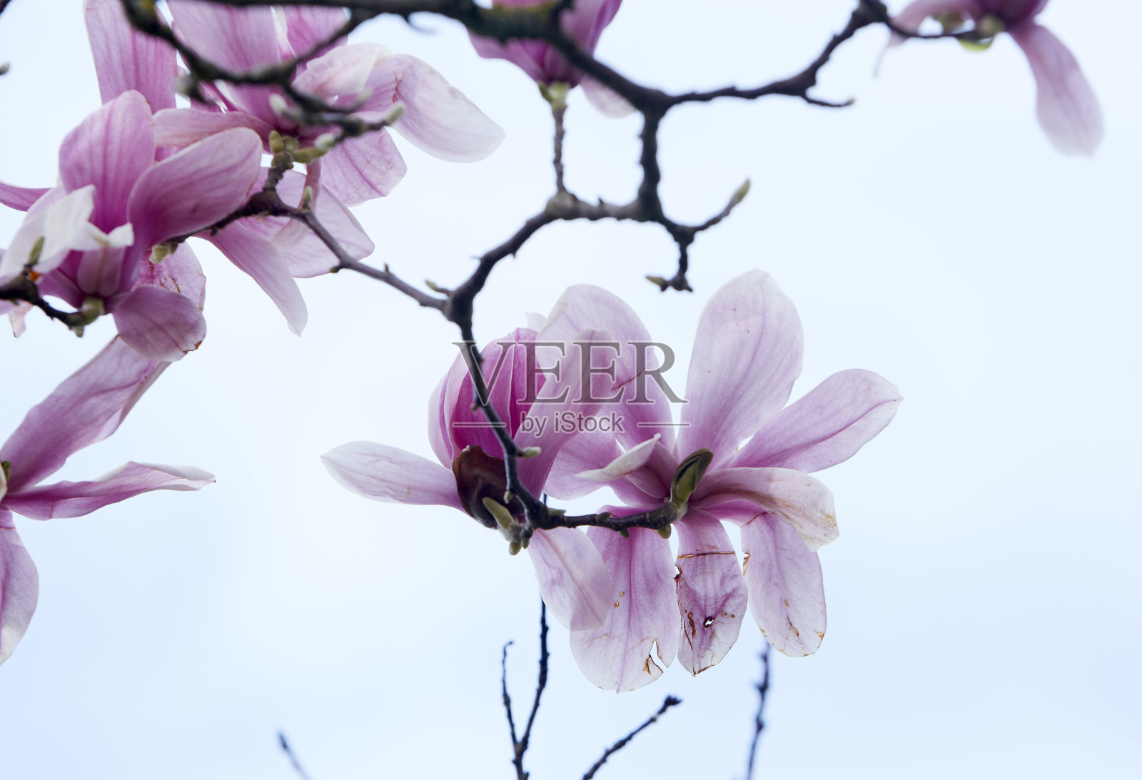 木兰树开花照片摄影图片