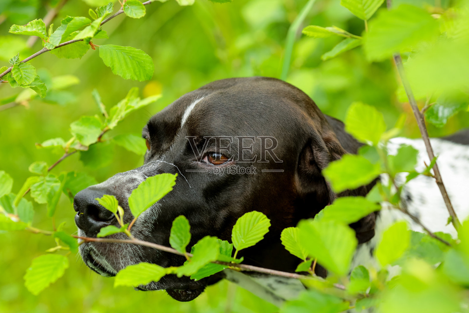 狗的指针照片摄影图片