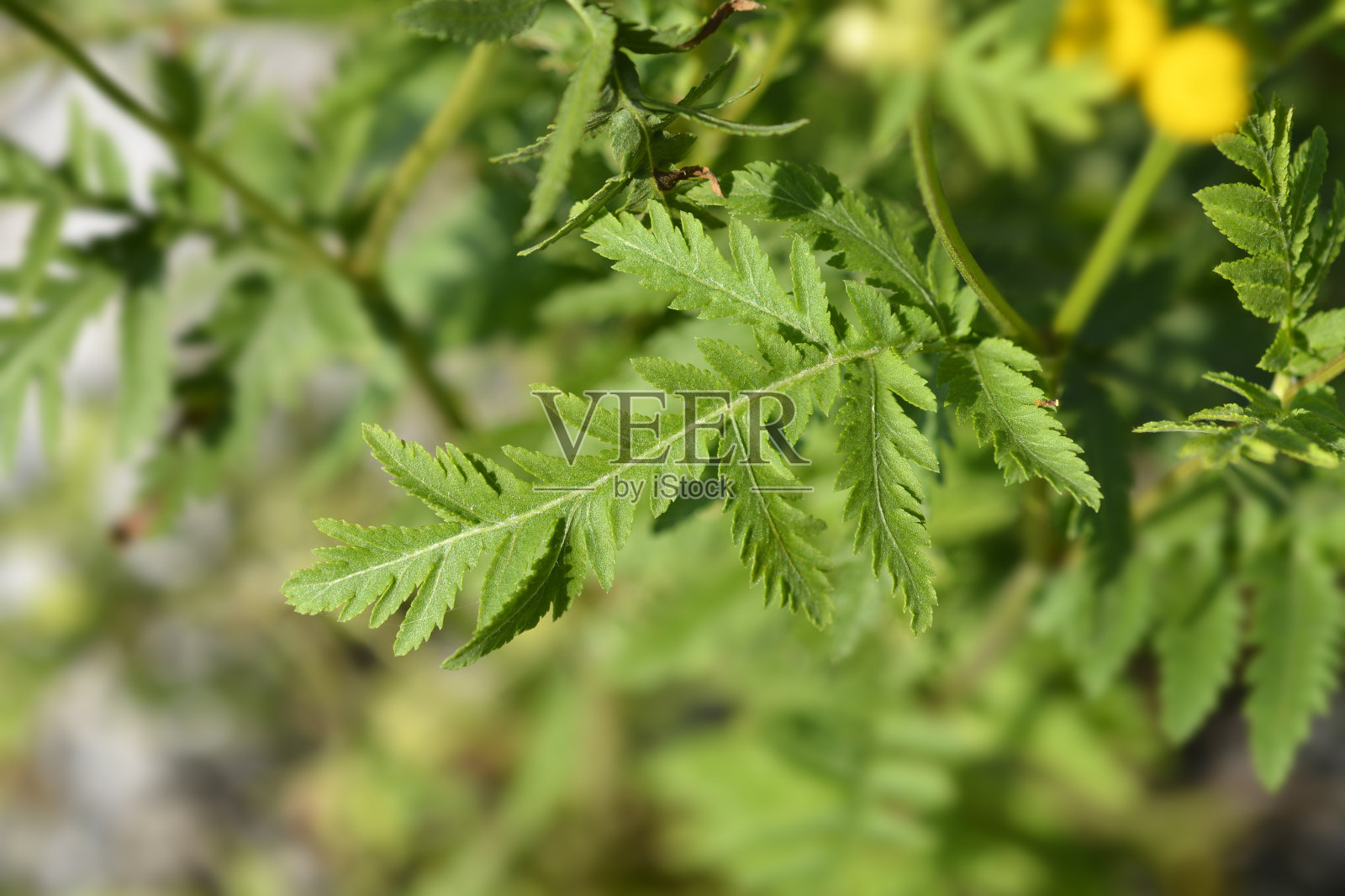 常见艾菊照片摄影图片