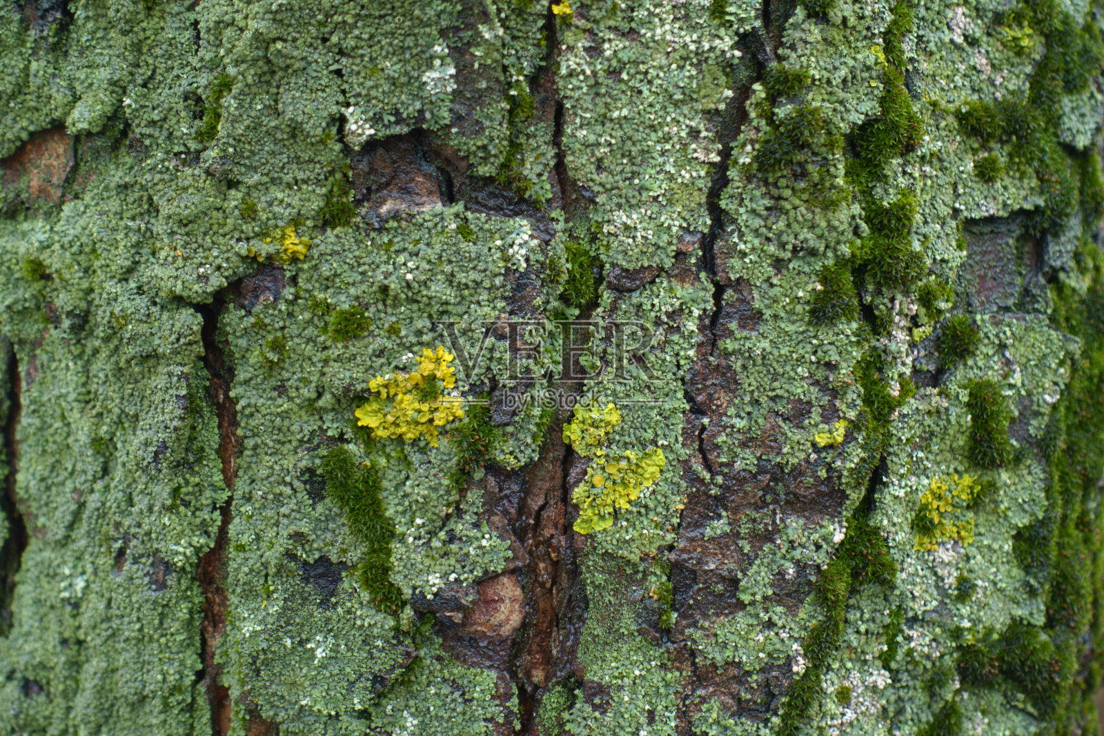 树皮表面有亮黄色和薄荷绿色地衣和苔藓照片摄影图片