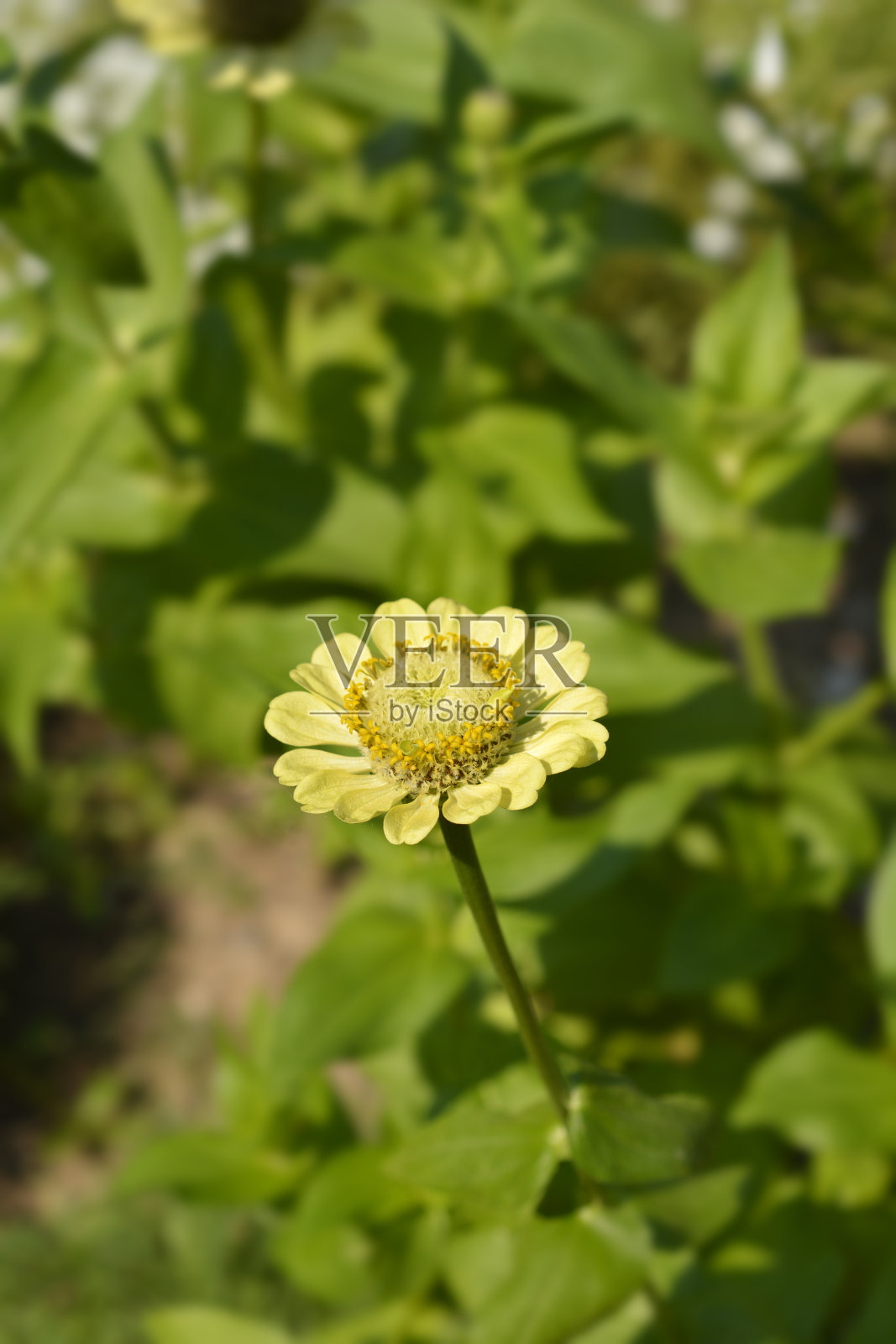 Zinnia嫉妒照片摄影图片