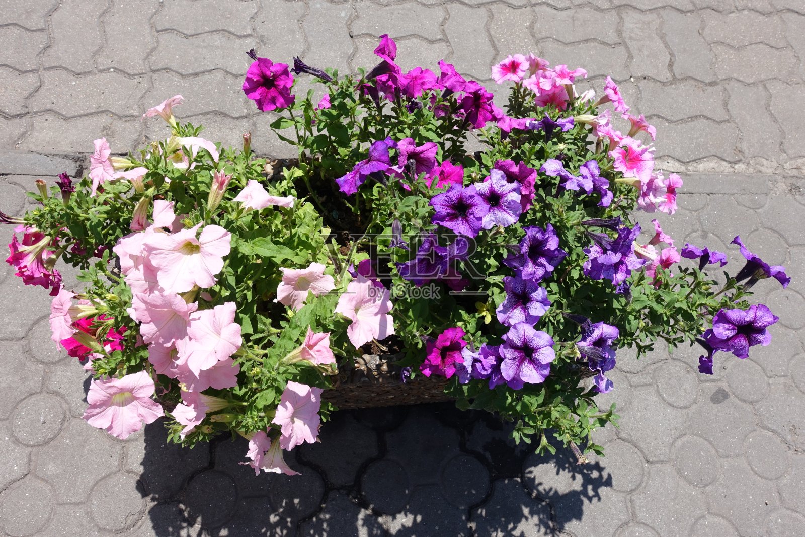 六月中旬，紫罗兰和粉红色的矮牵牛花照片摄影图片