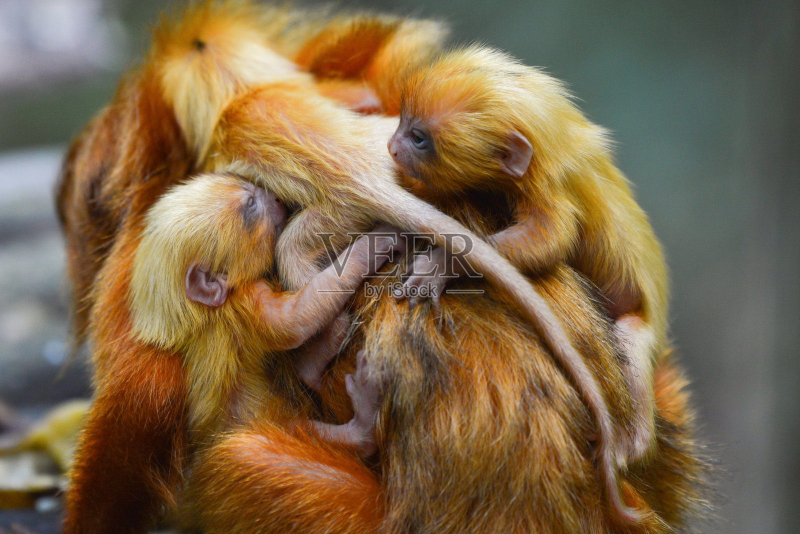 一种罕见的自然现象:新生三胞胎照片摄影图片