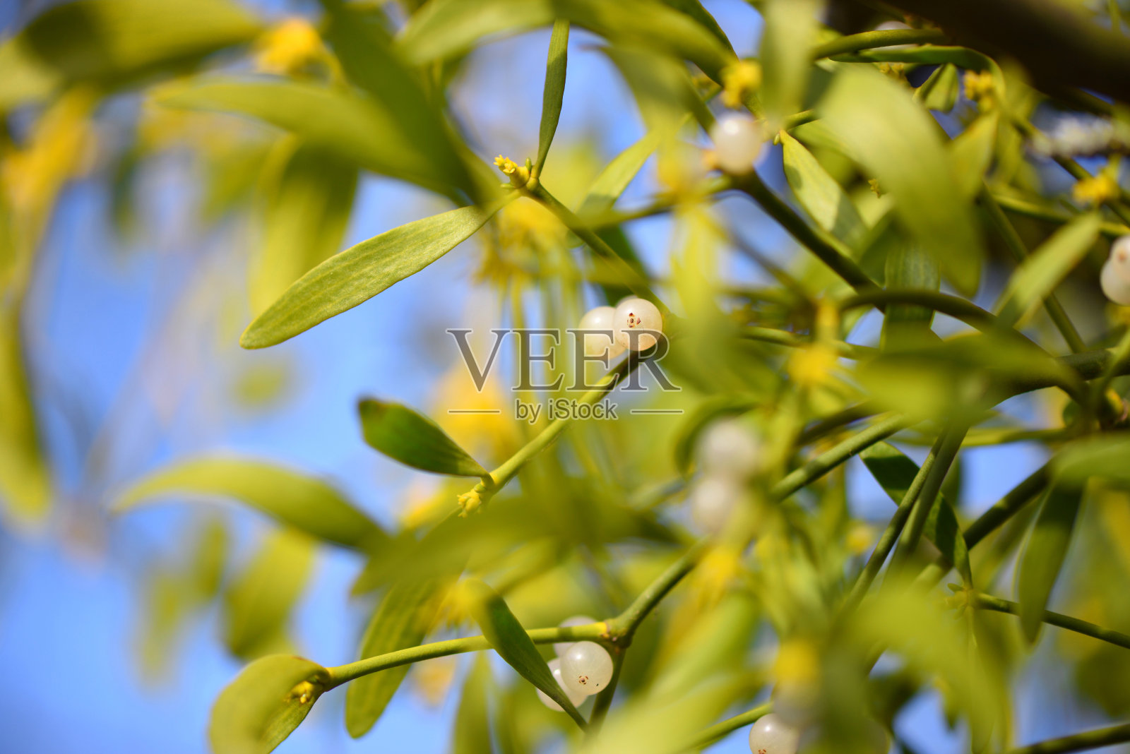 槲寄生与whitw浆果- Viscum album白色浆果在槲寄生上照片摄影图片