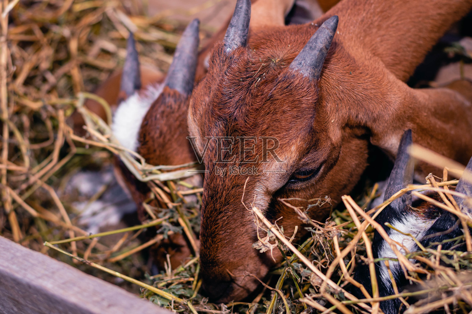 卡布拉盎格鲁努比亚和格兰贾科尔多瓦阿根廷2021年照片摄影图片
