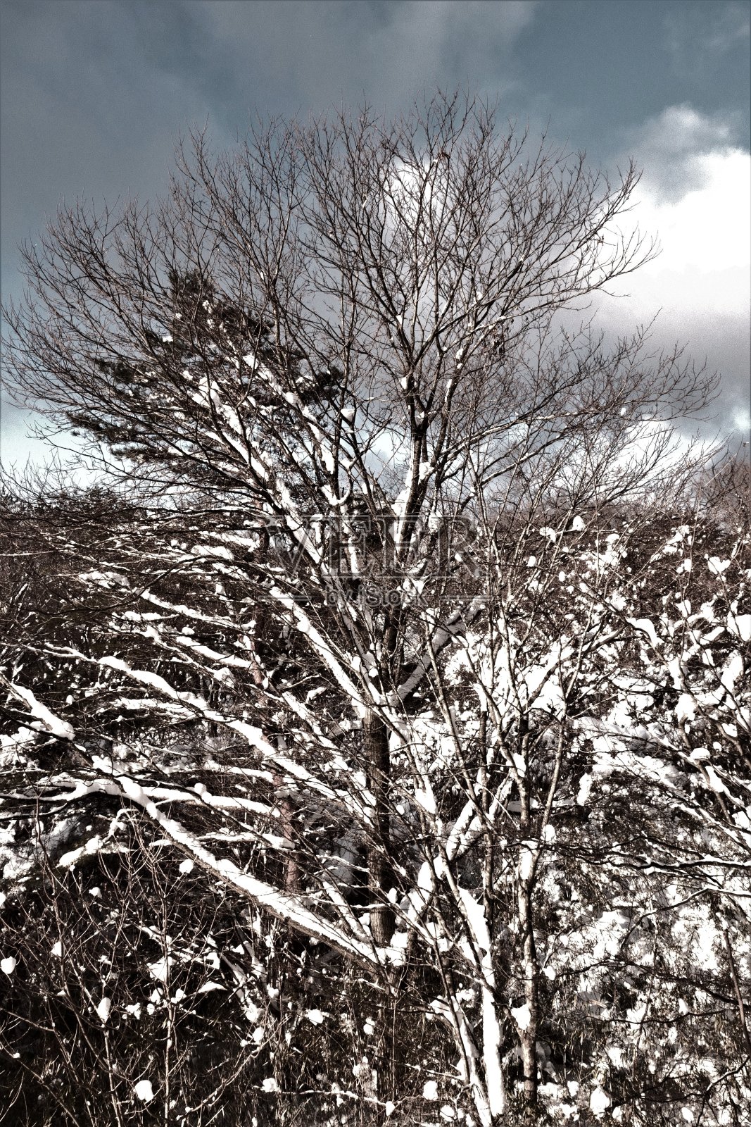 雪的自然艺术作品照片摄影图片