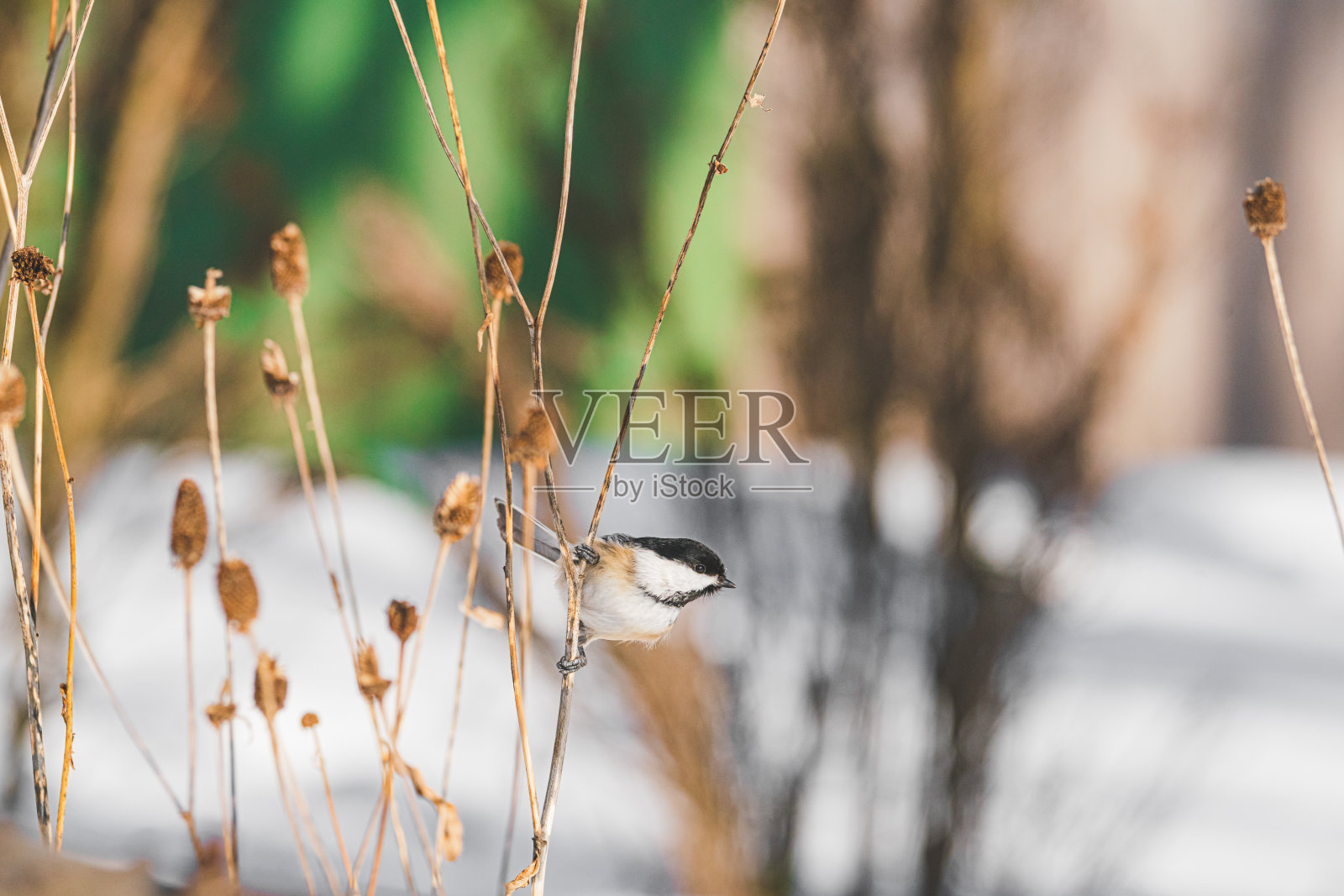 漂亮的照片摄影图片